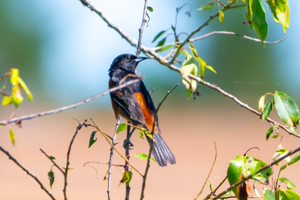 Orchard Oriole - ML619799739