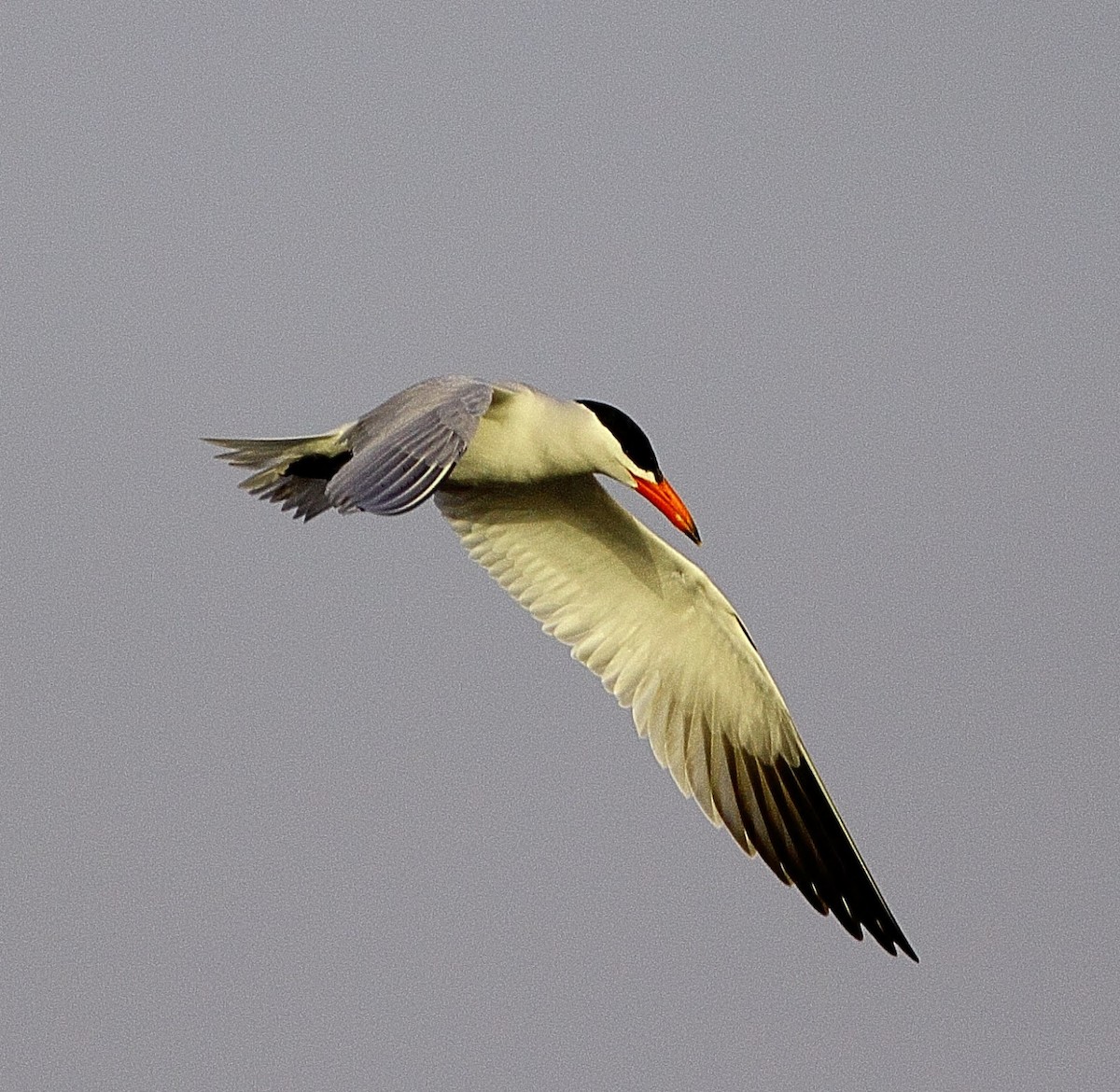 Caspian Tern - ML619799755