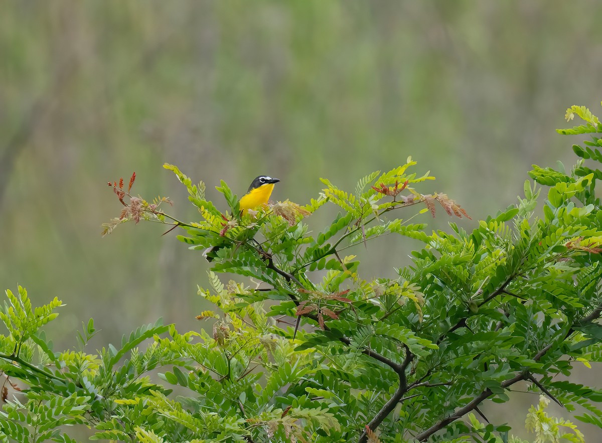 Yellow-breasted Chat - ML619799789