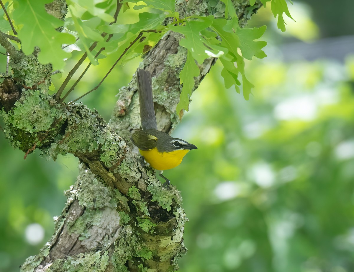 Yellow-breasted Chat - ML619799791