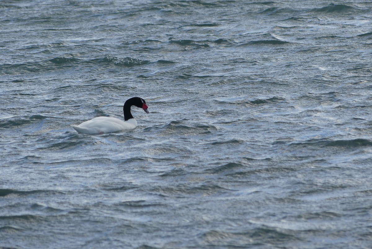 Черношейный лебедь - ML619799797