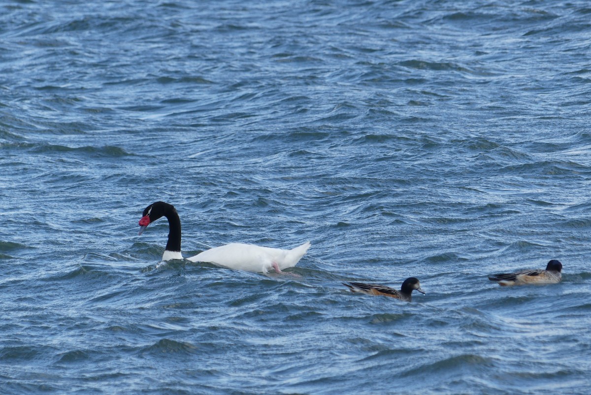 Black-necked Swan - ML619799798