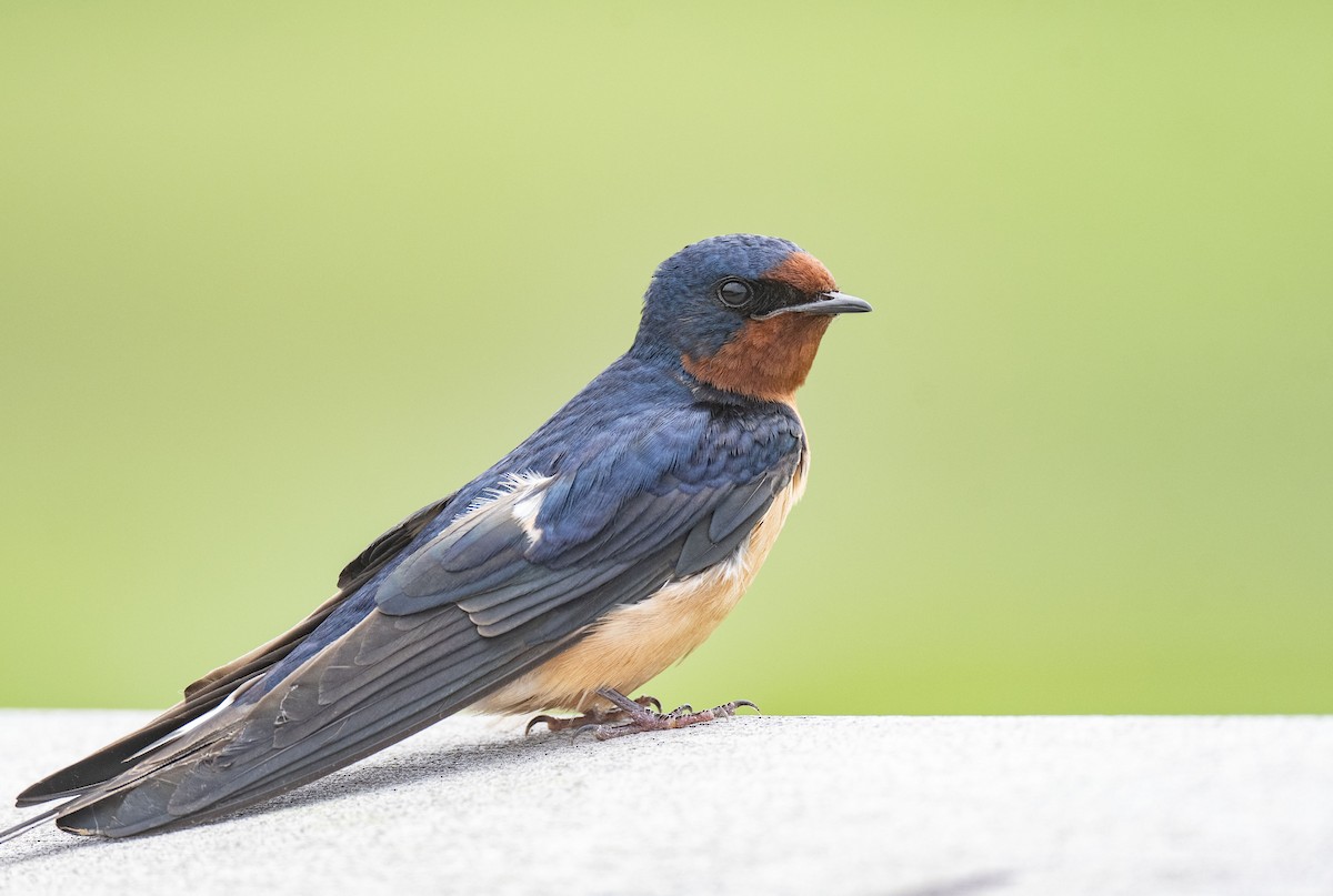 Barn Swallow - ML619799802