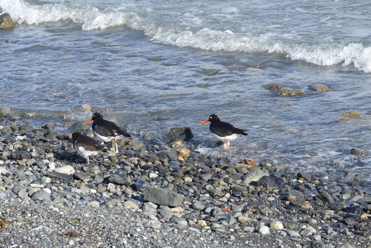 Magellanic Oystercatcher - Anna Dobson