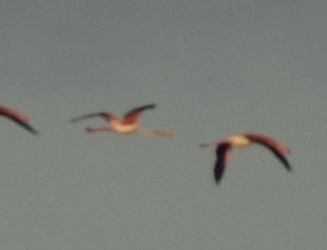 Greater Flamingo - ML619799839