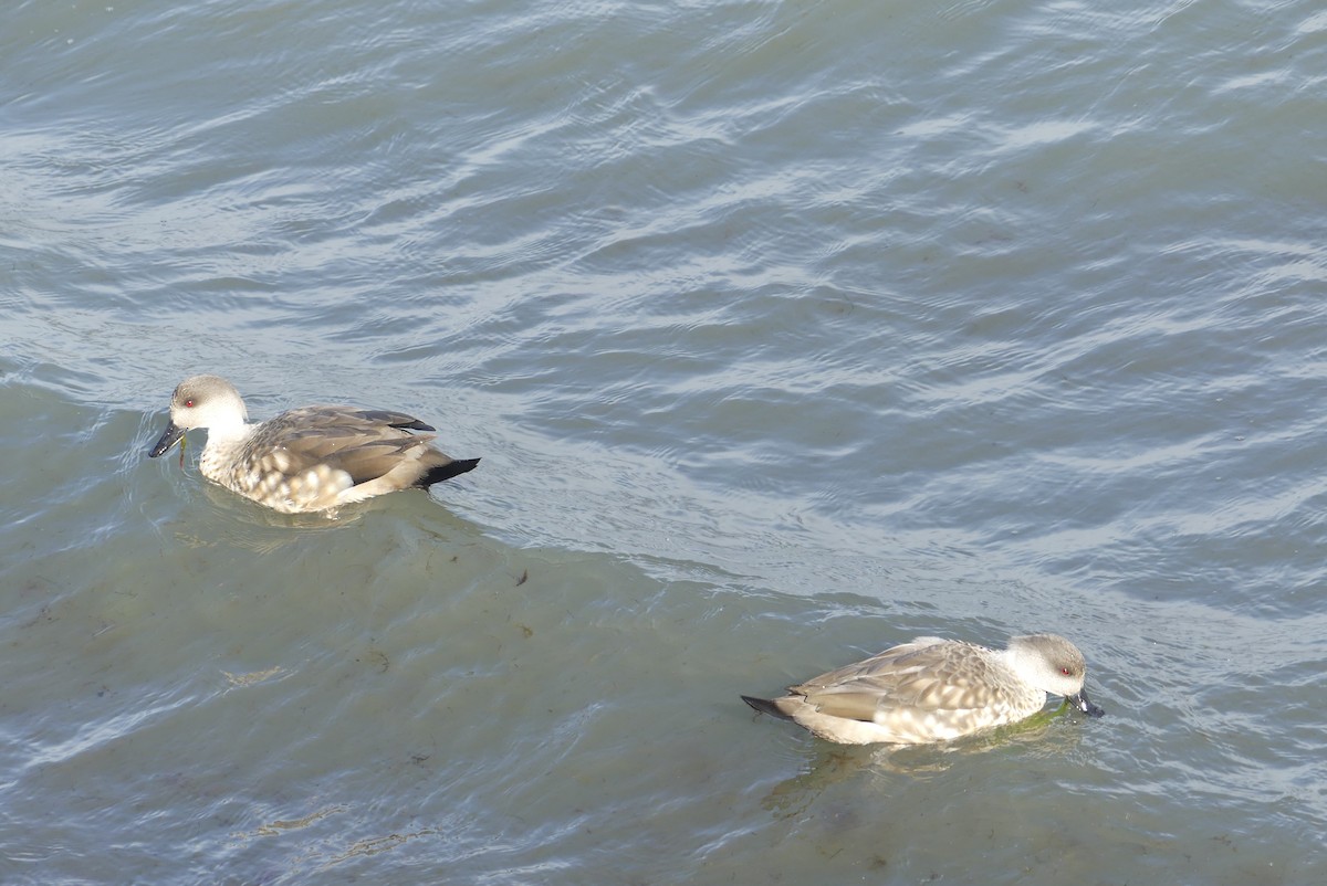 Crested Duck - ML619799841