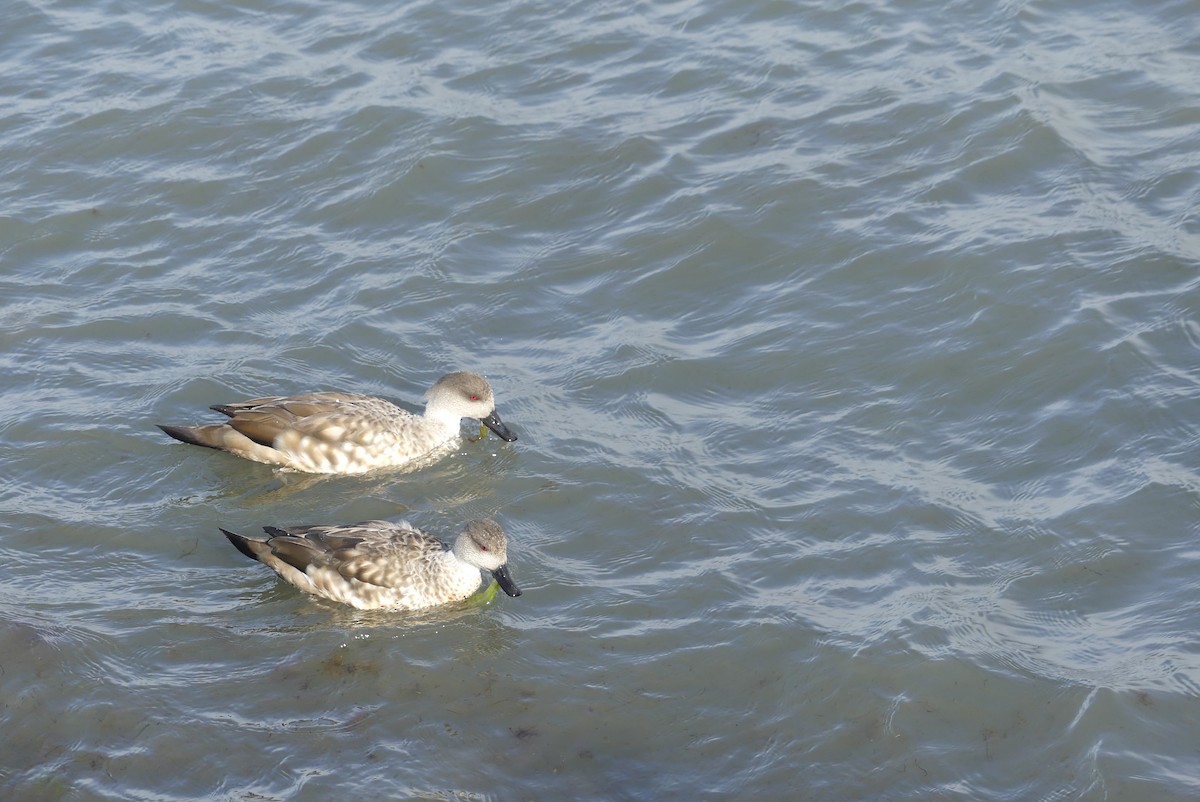 Crested Duck - ML619799842