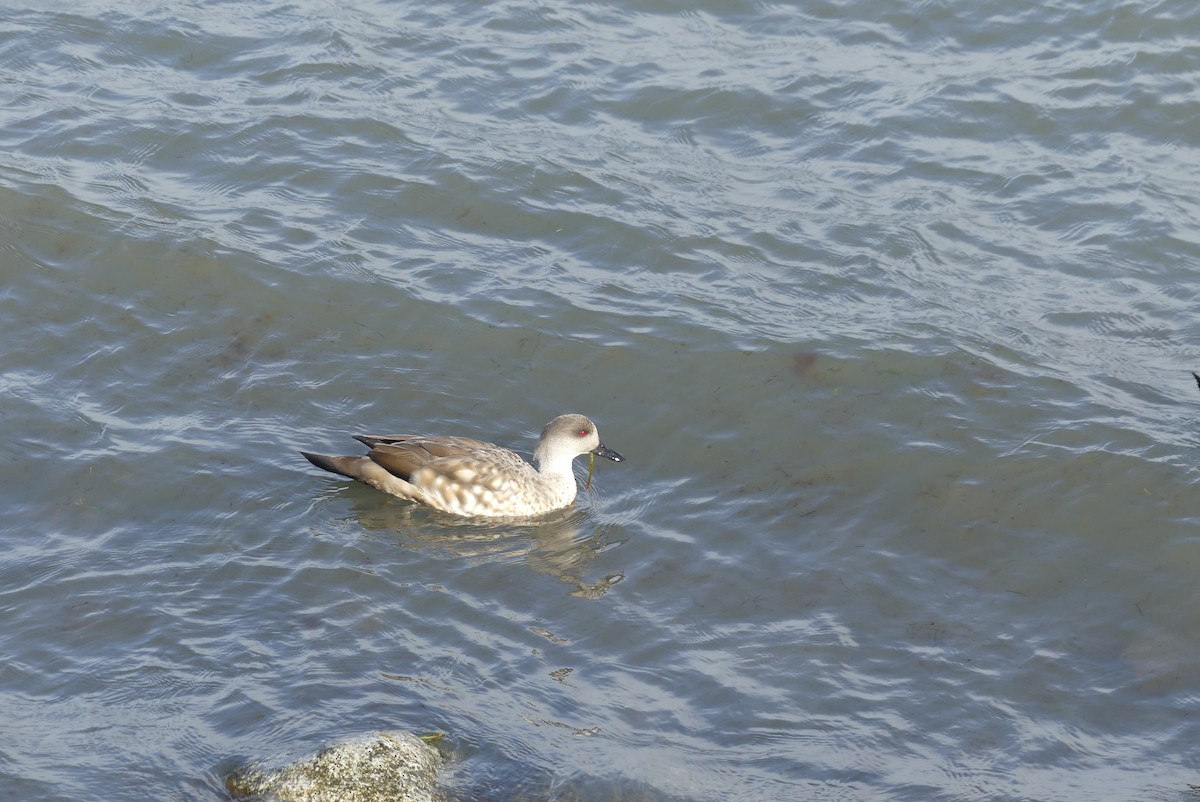 Crested Duck - ML619799843