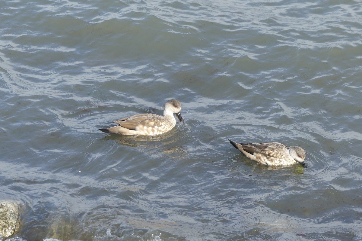 Crested Duck - ML619799844