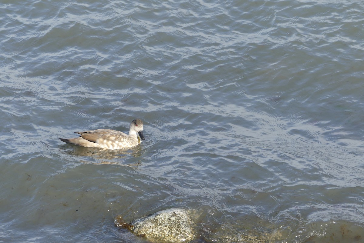 Crested Duck - ML619799846