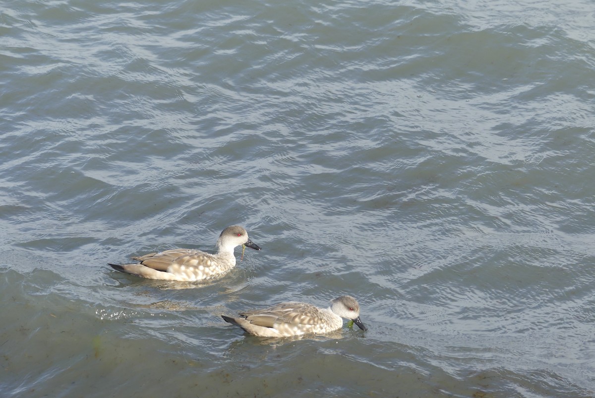 Crested Duck - ML619799847