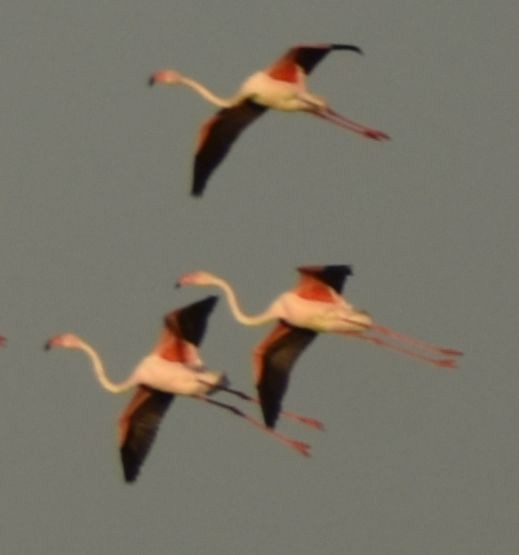 Greater Flamingo - ML619799853
