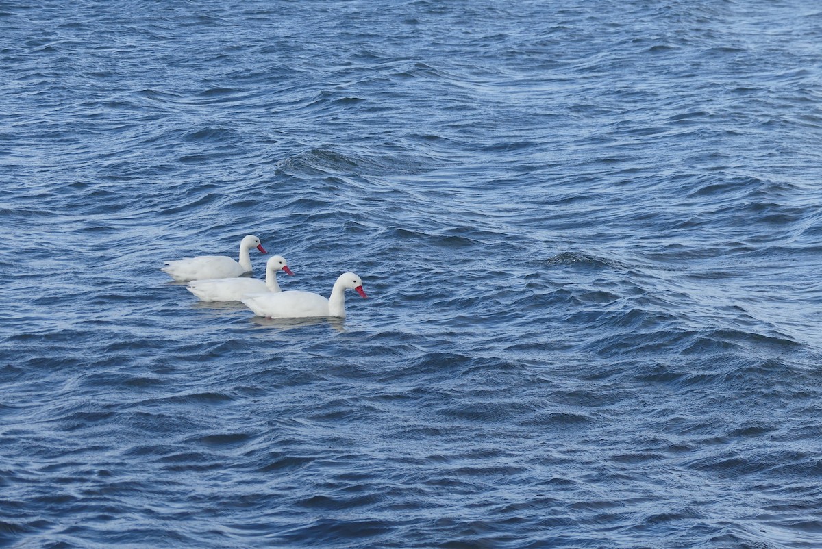 Coscoroba Swan - ML619799856