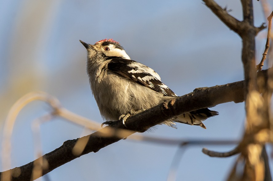 Lesser Spotted Woodpecker - ML619799864