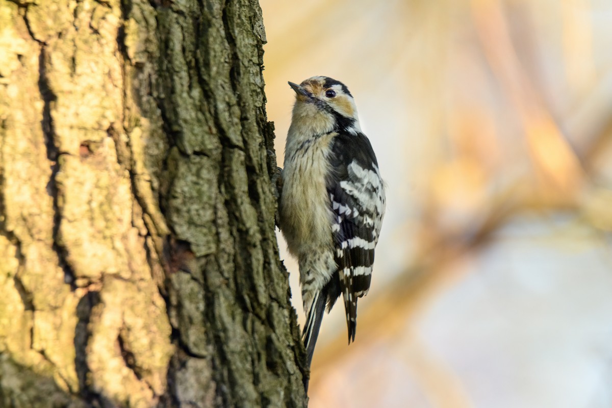 Lesser Spotted Woodpecker - ML619799866