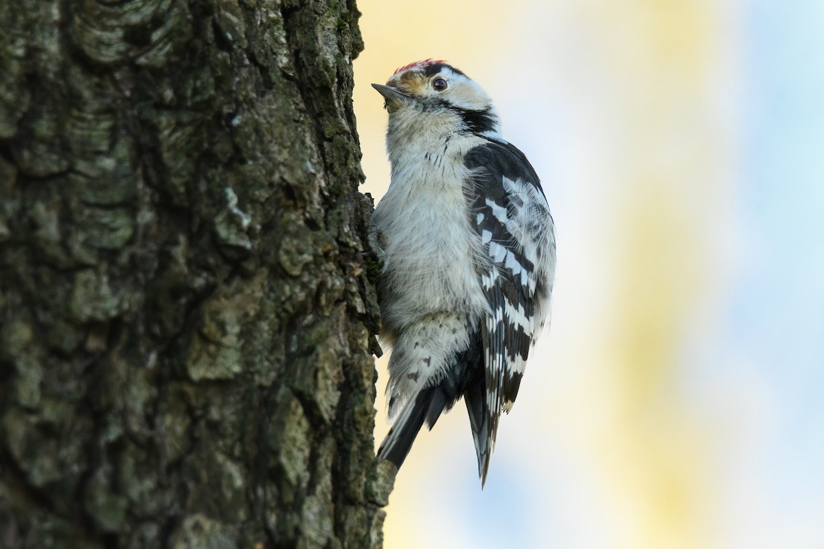 Lesser Spotted Woodpecker - ML619799867