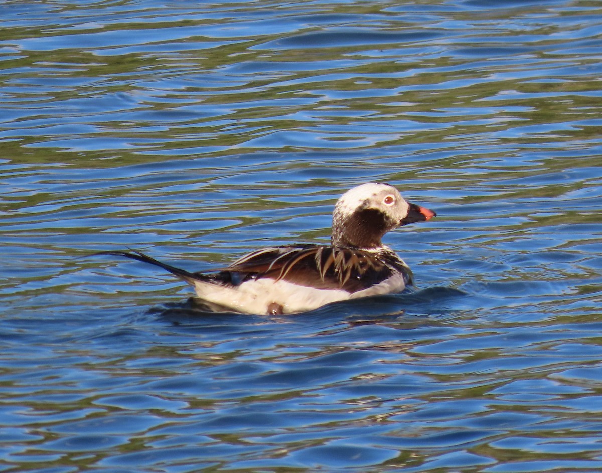 Long-tailed Duck - ML619799870