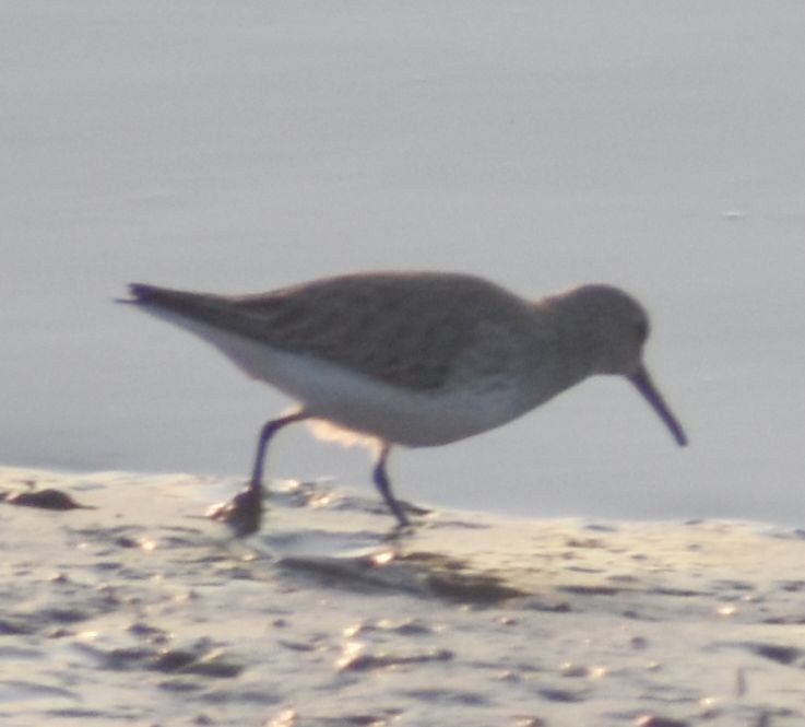 Dunlin - ML619799878