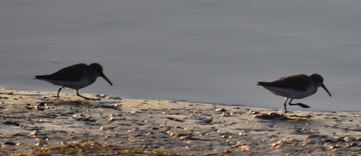 Dunlin - ML619799879