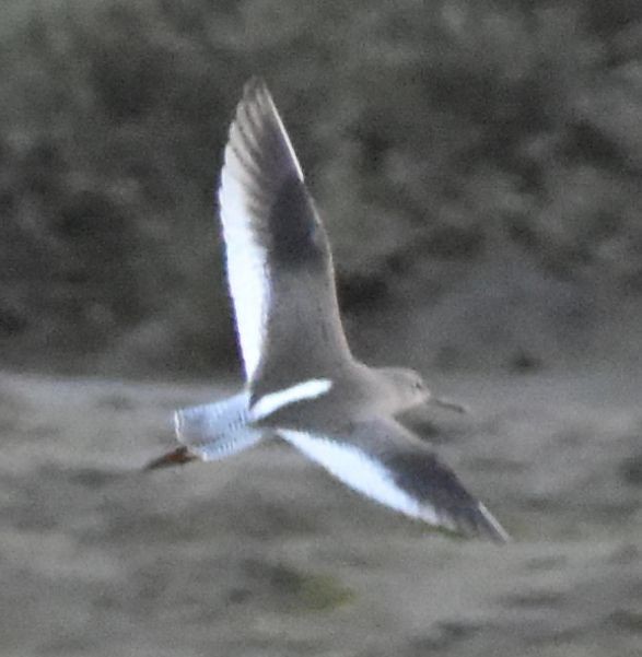 Common Redshank - ML619799892