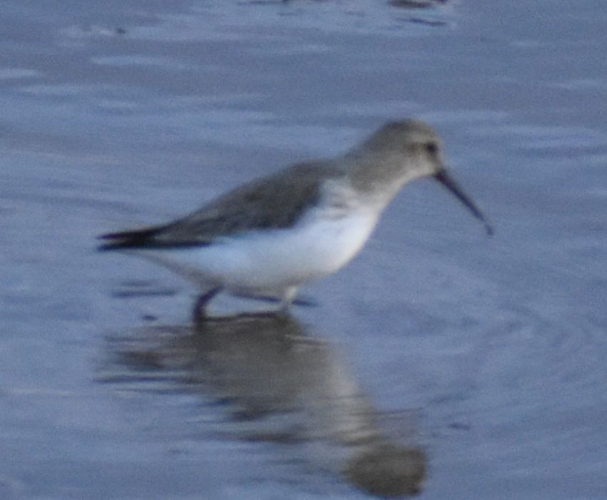 Dunlin - ML619799904