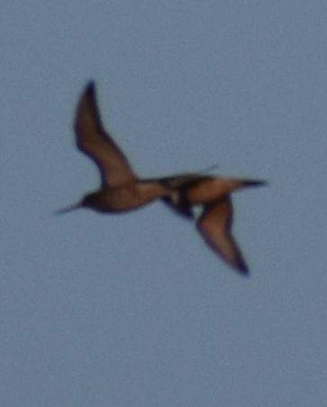 Black-tailed Godwit - ML619799913