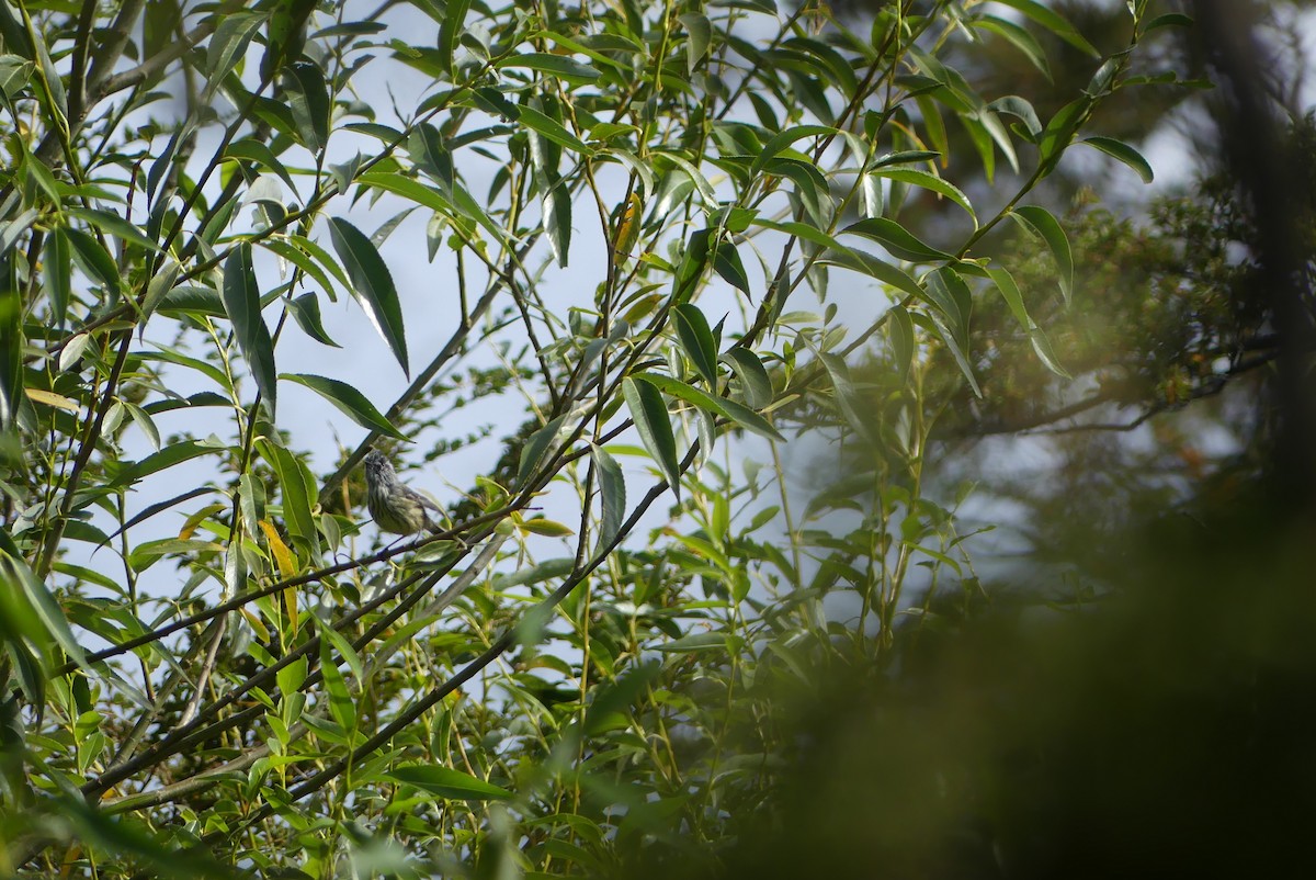 Tufted Tit-Tyrant - ML619799920