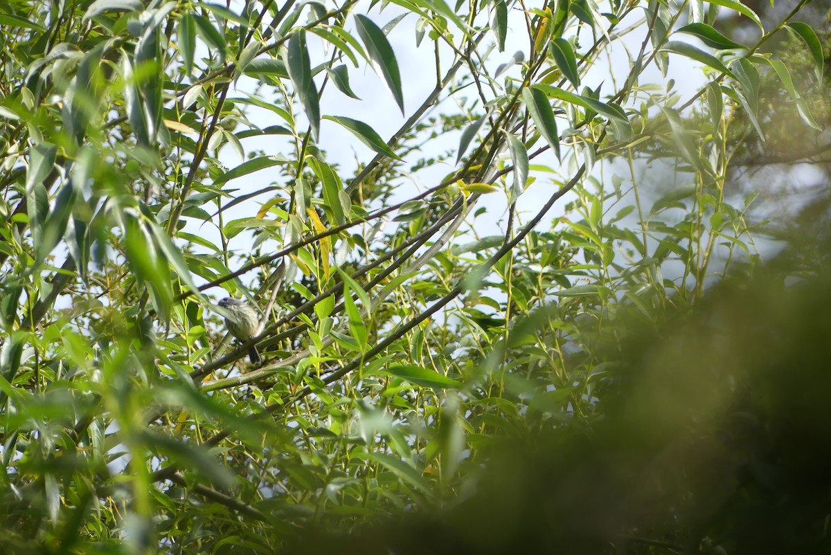 Tufted Tit-Tyrant - ML619799921