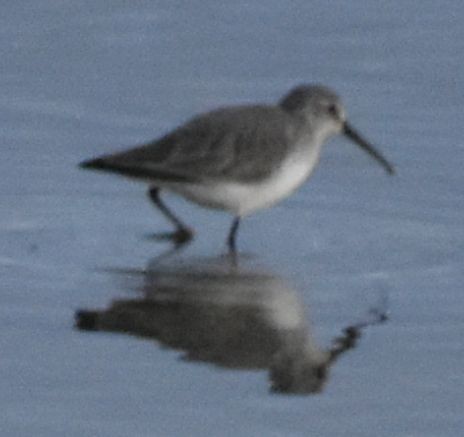 Dunlin - ML619799926