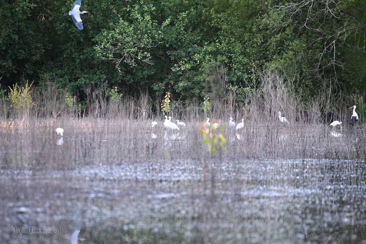 Gray Heron - ML619799933