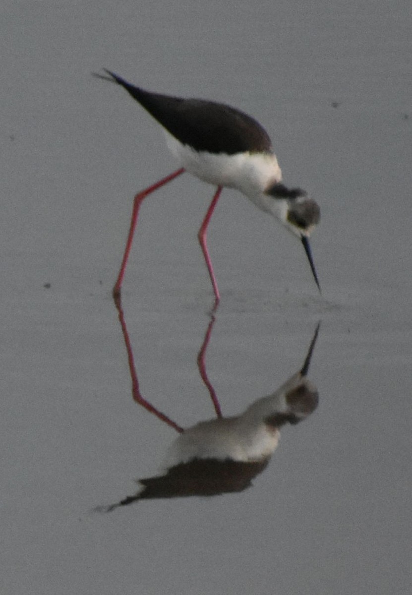 Black-winged Stilt - ML619799934