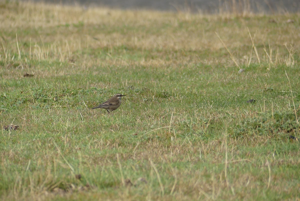 Buff-winged Cinclodes - ML619799935