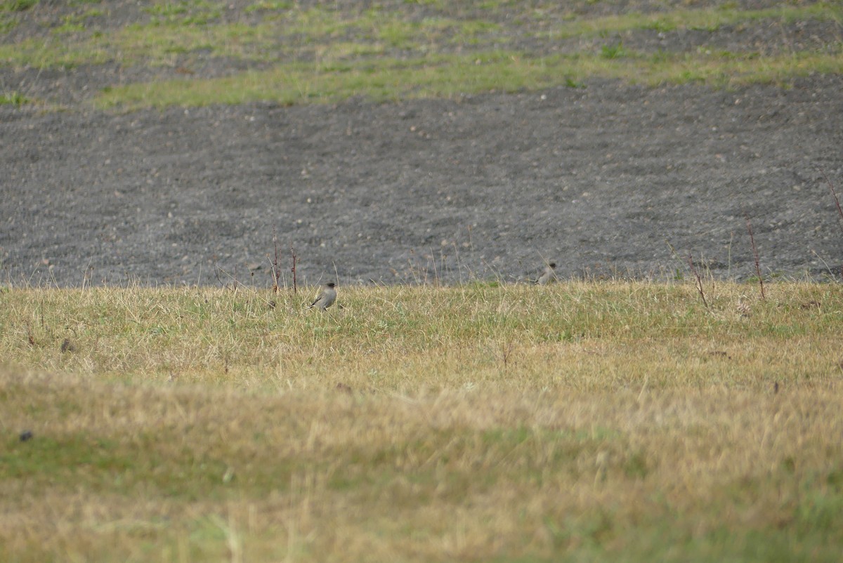 Dark-faced Ground-Tyrant - ML619799938