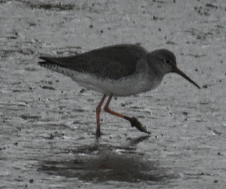 Common Redshank - ML619799944