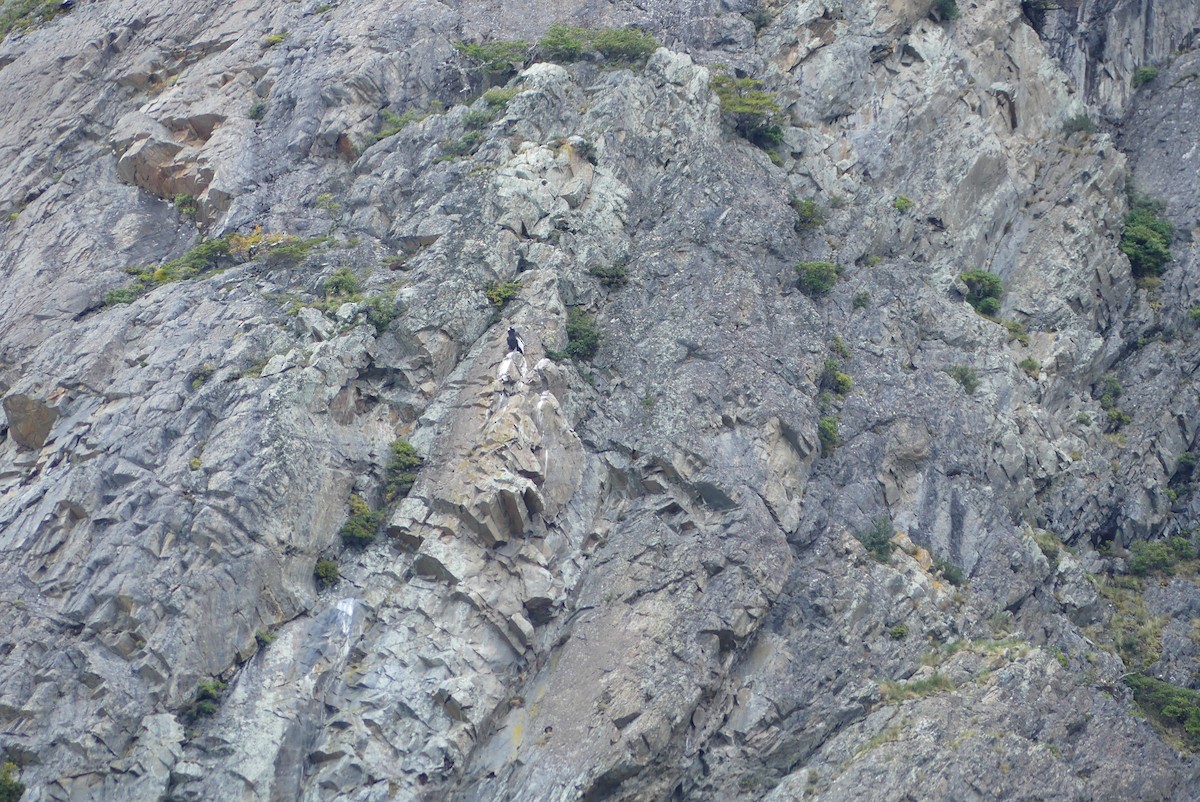 Condor des Andes - ML619799968