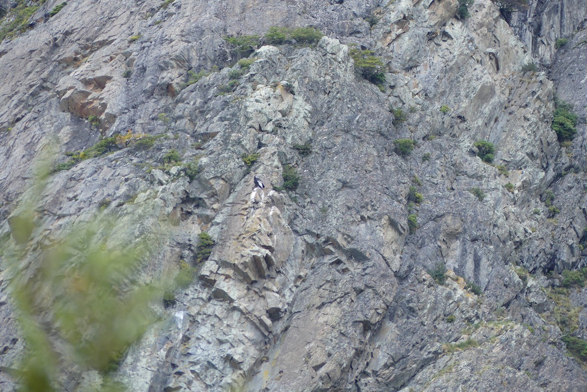 Condor des Andes - ML619799969