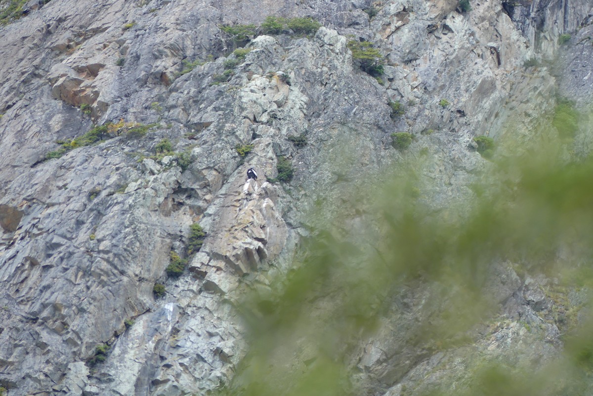 Condor des Andes - ML619799970
