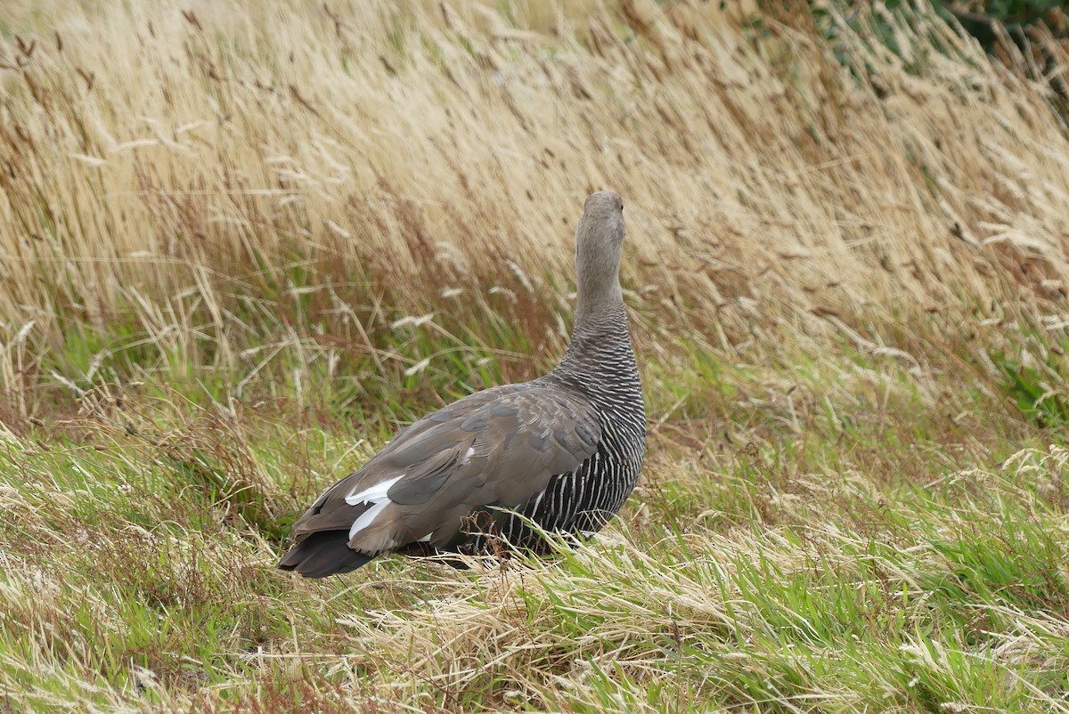 Upland Goose - ML619799992