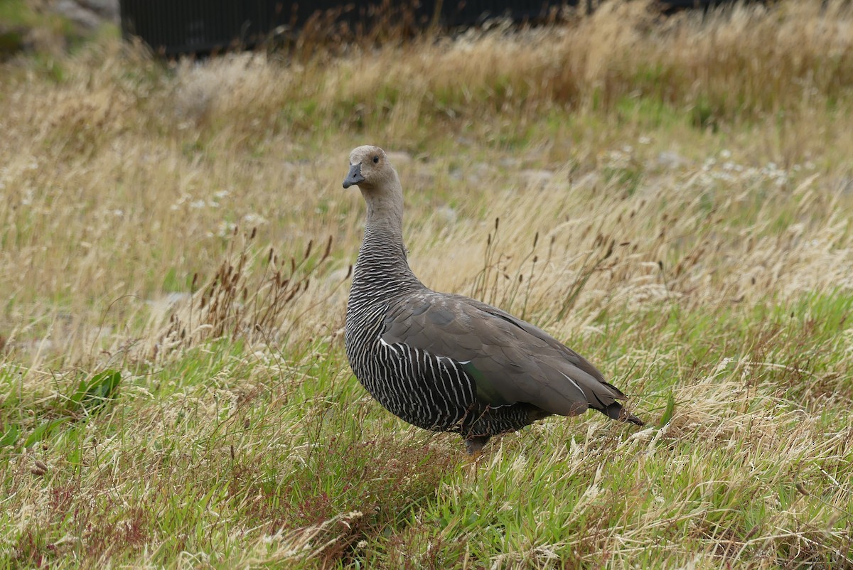 Upland Goose - ML619799994