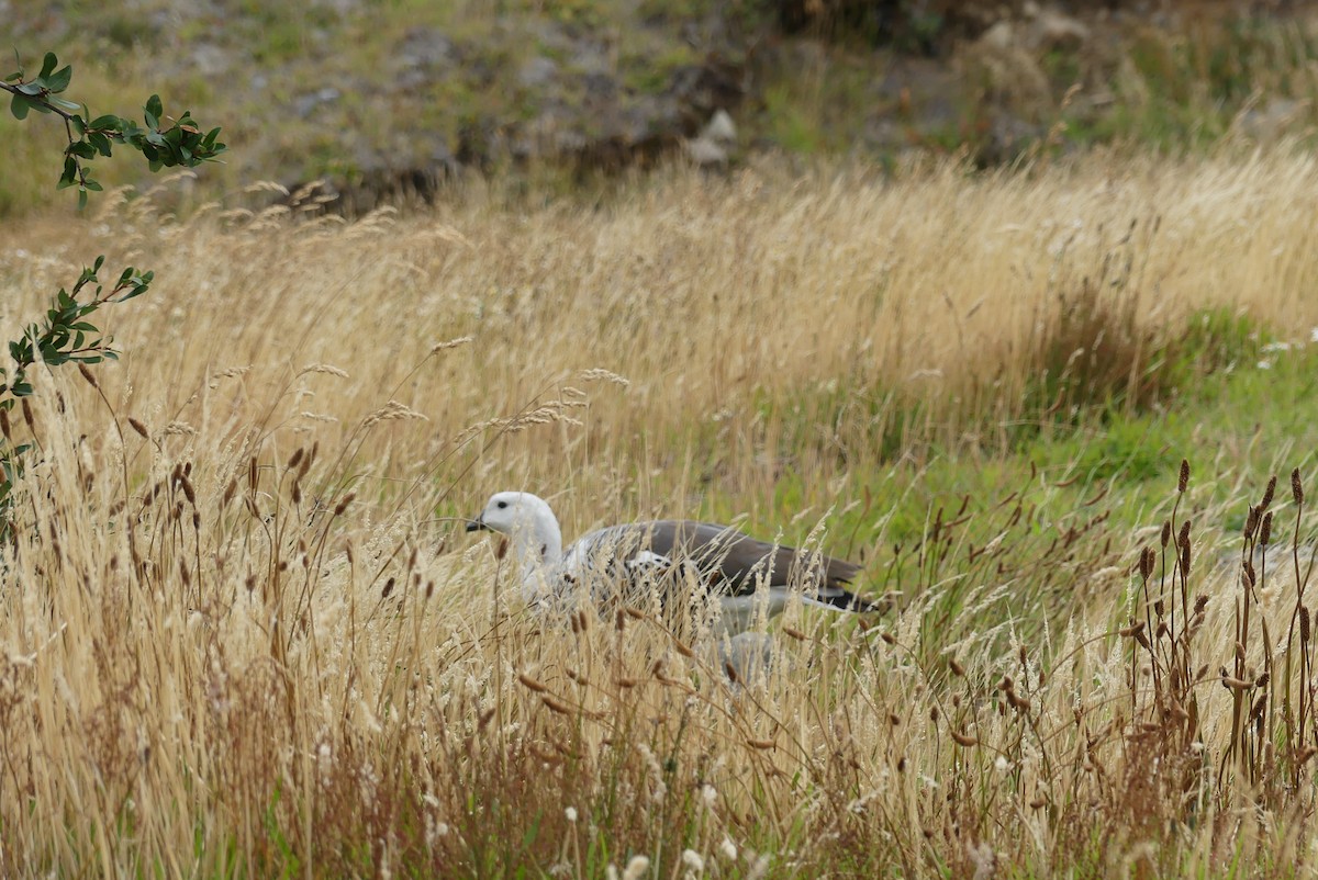 Upland Goose - ML619799998