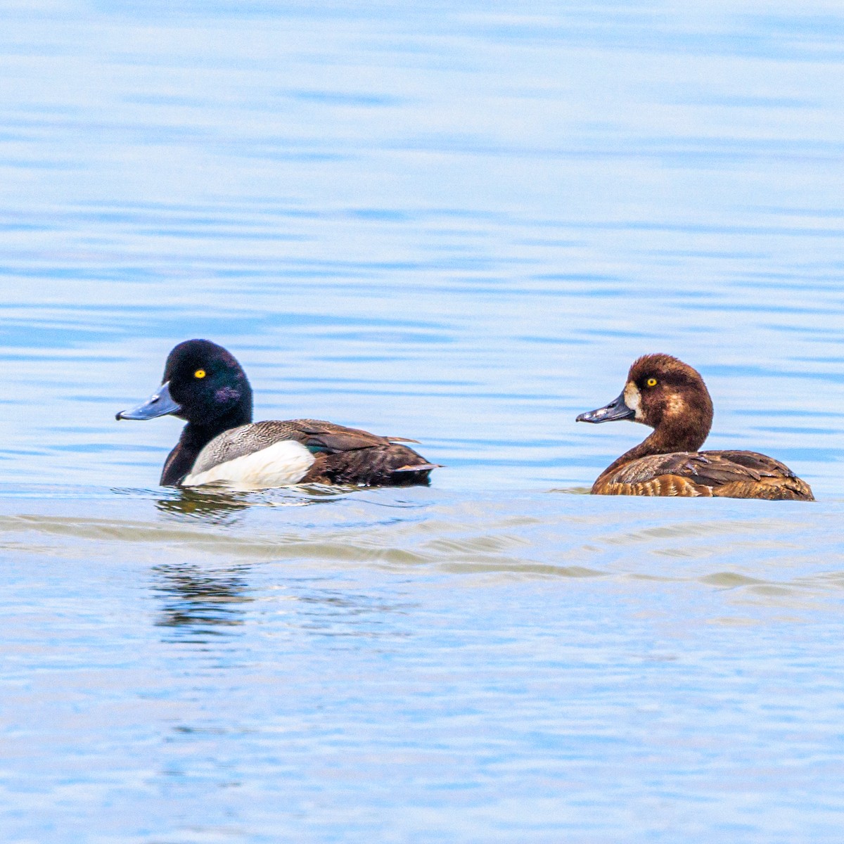 Greater Scaup - ML619800013