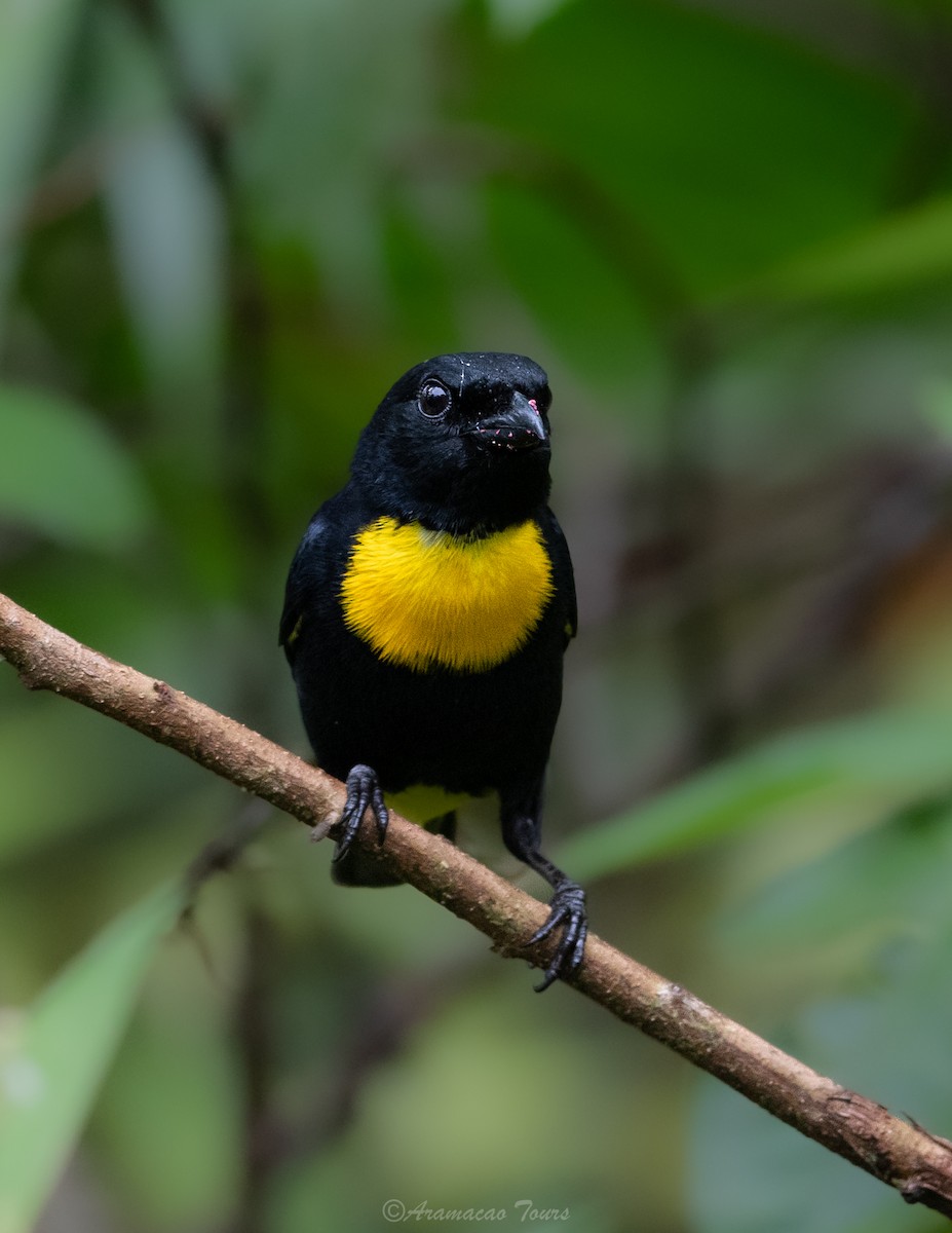 Golden-chested Tanager - ML619800025