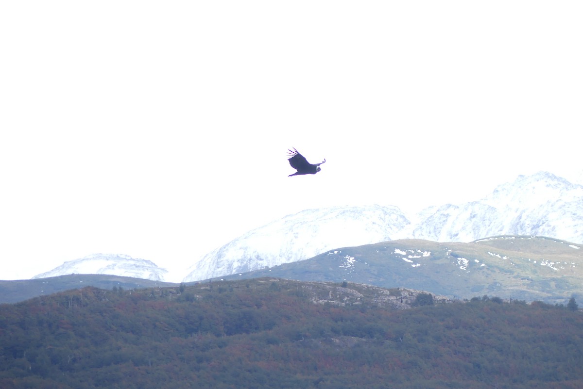 Andean Condor - ML619800036