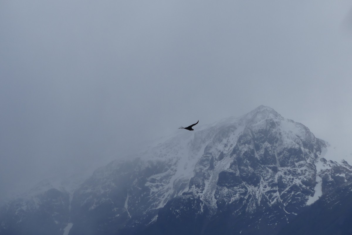 Andean Condor - ML619800039