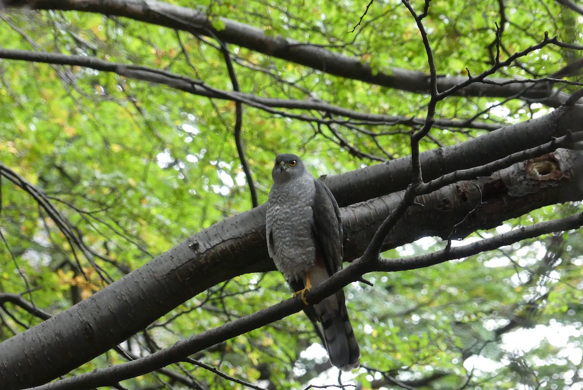 Chilean Hawk - ML619800056