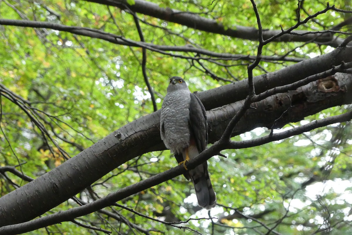 Chilean Hawk - ML619800057