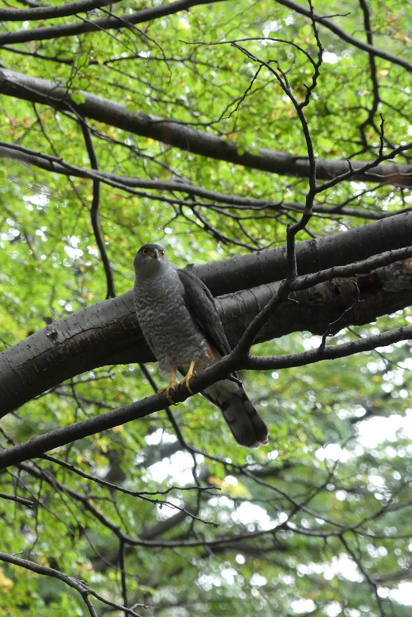 Chilean Hawk - ML619800058