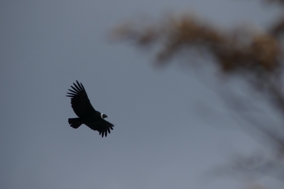 Andean Condor - ML619800070