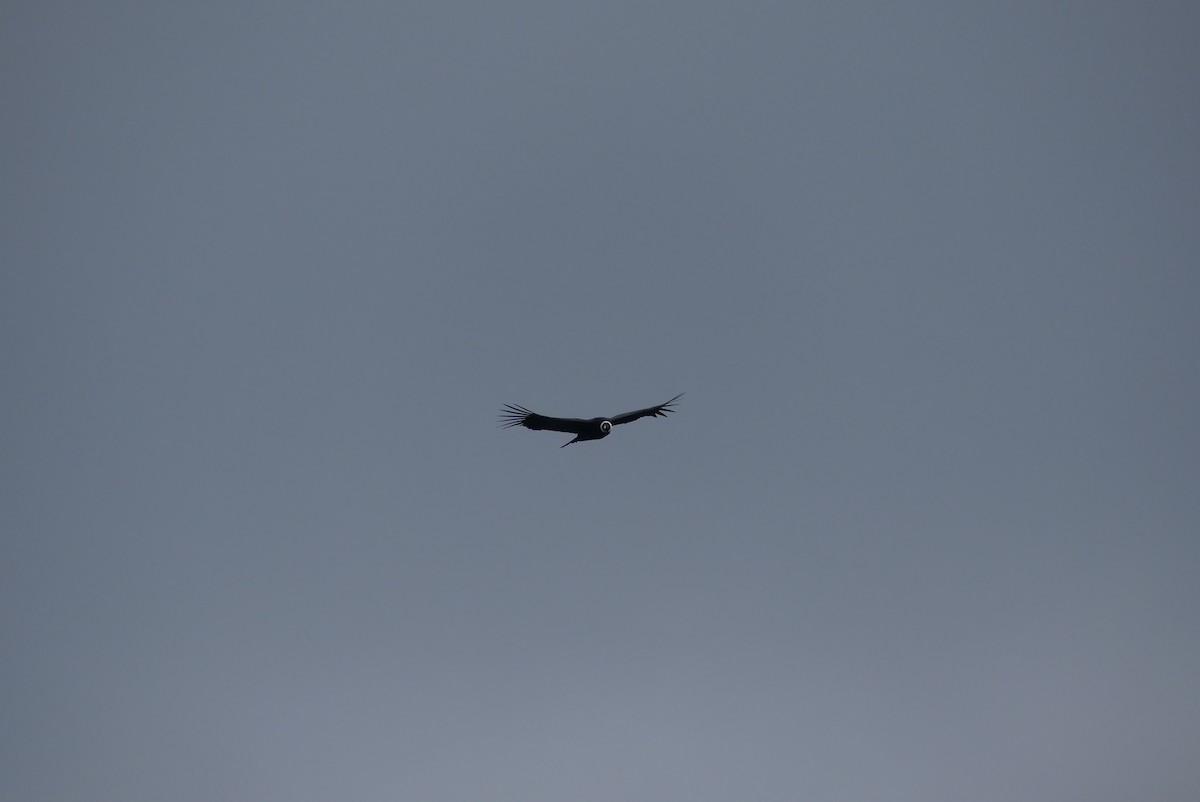 Andean Condor - Anna Dobson