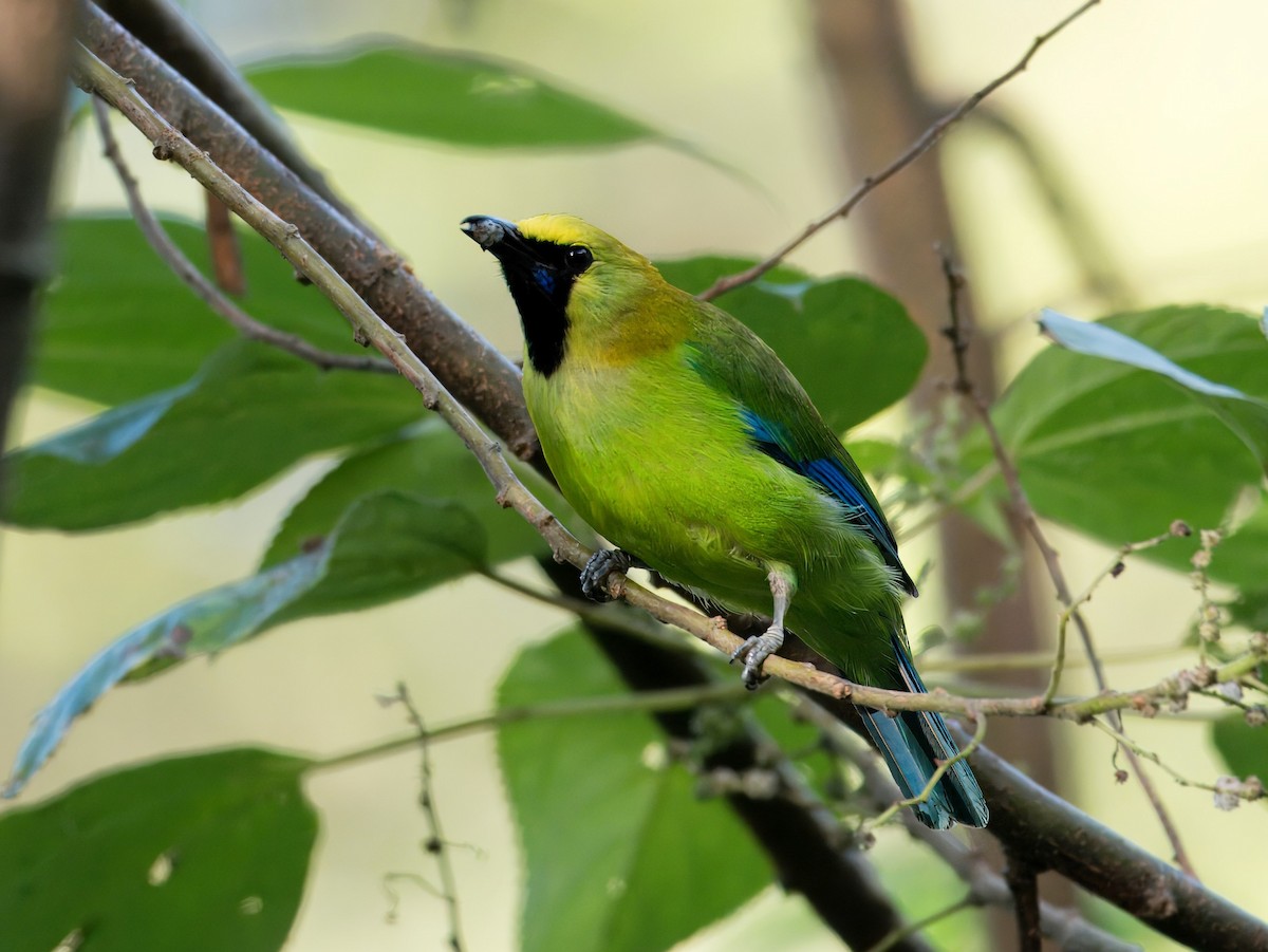 Blue-winged Leafbird - ML619800080